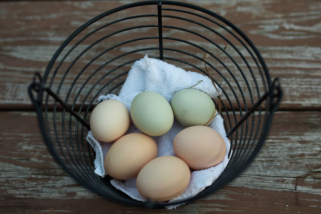4 brown and 2 blue eggs in a metal basket