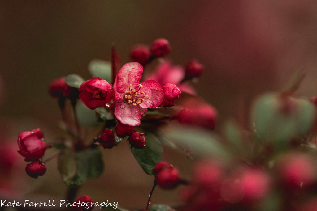 A deep pink crabapple blossom shows spring in Vermont. 