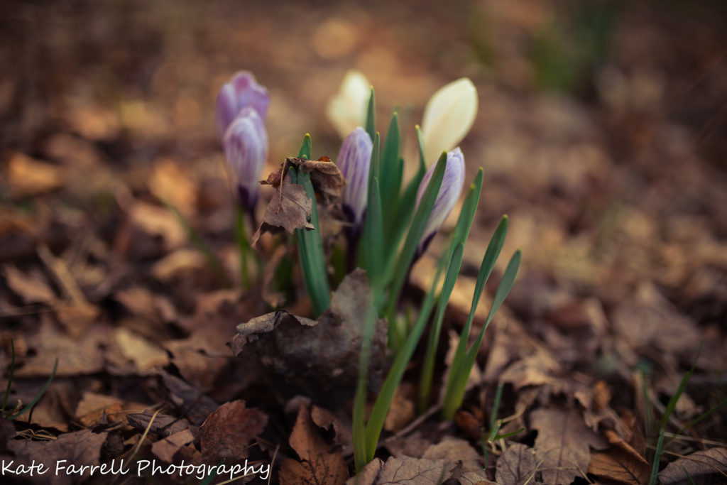 First crocuses of the year emerge through last year's maple leaves showing that spring has arrived in Vermont.