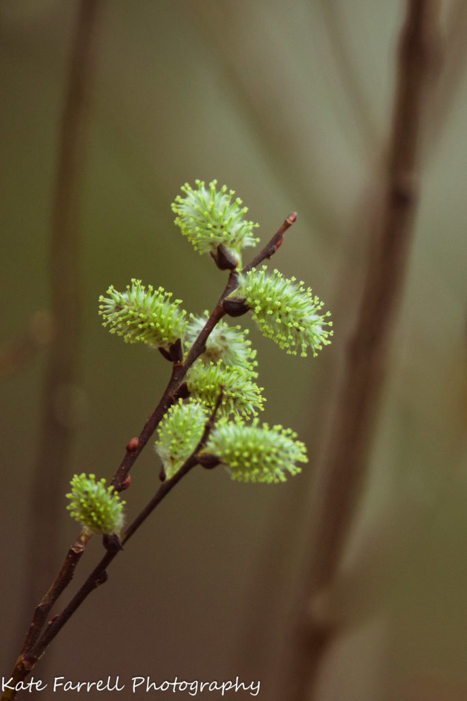 One of my Vermont Spring Photos -- Tiny green flowers in pretty light. 