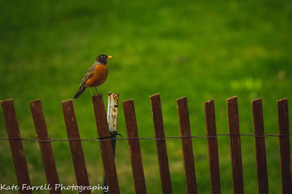 An American Robin perches on a snow fence in spring. 