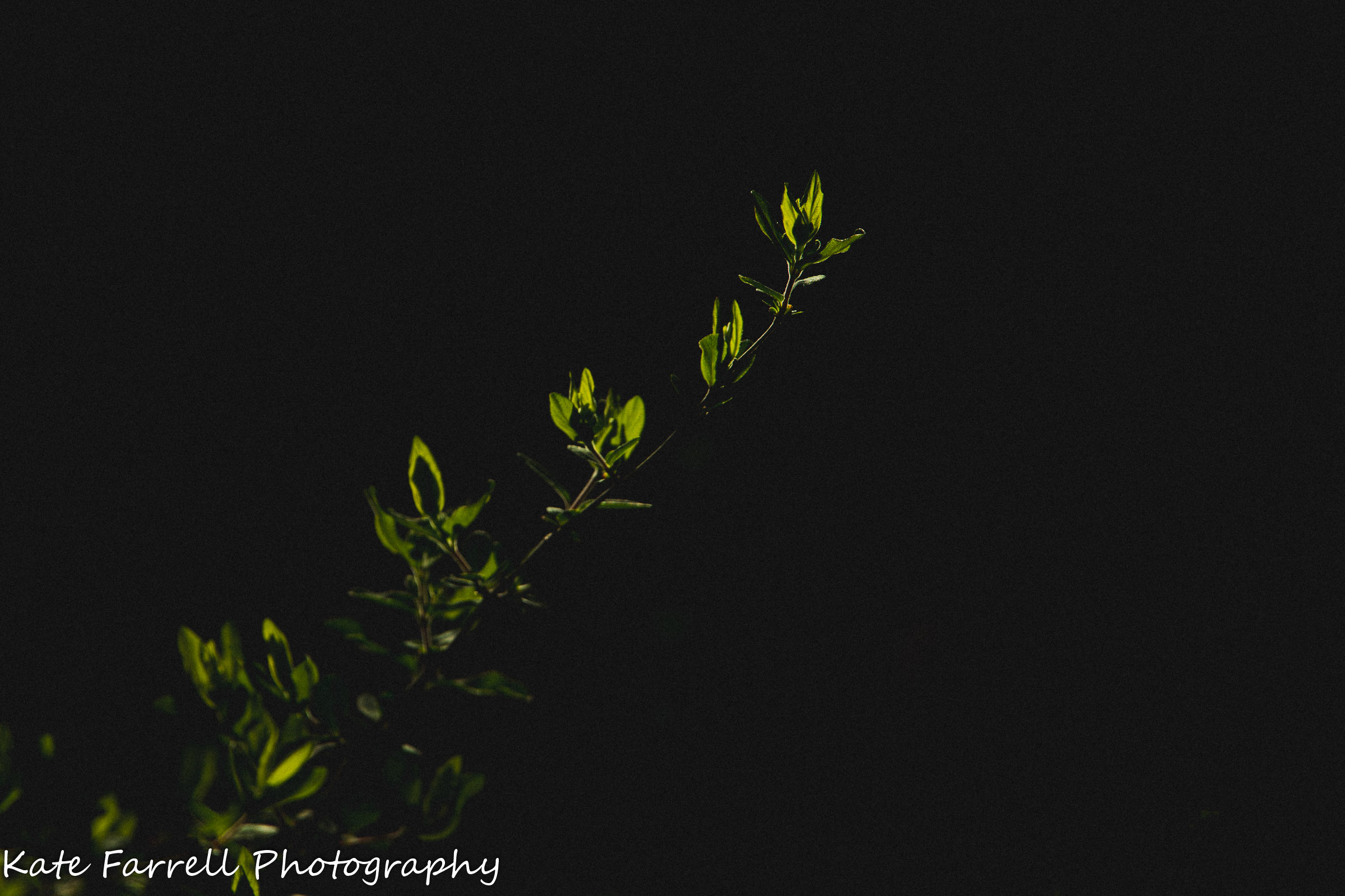 small leaves on a dark background