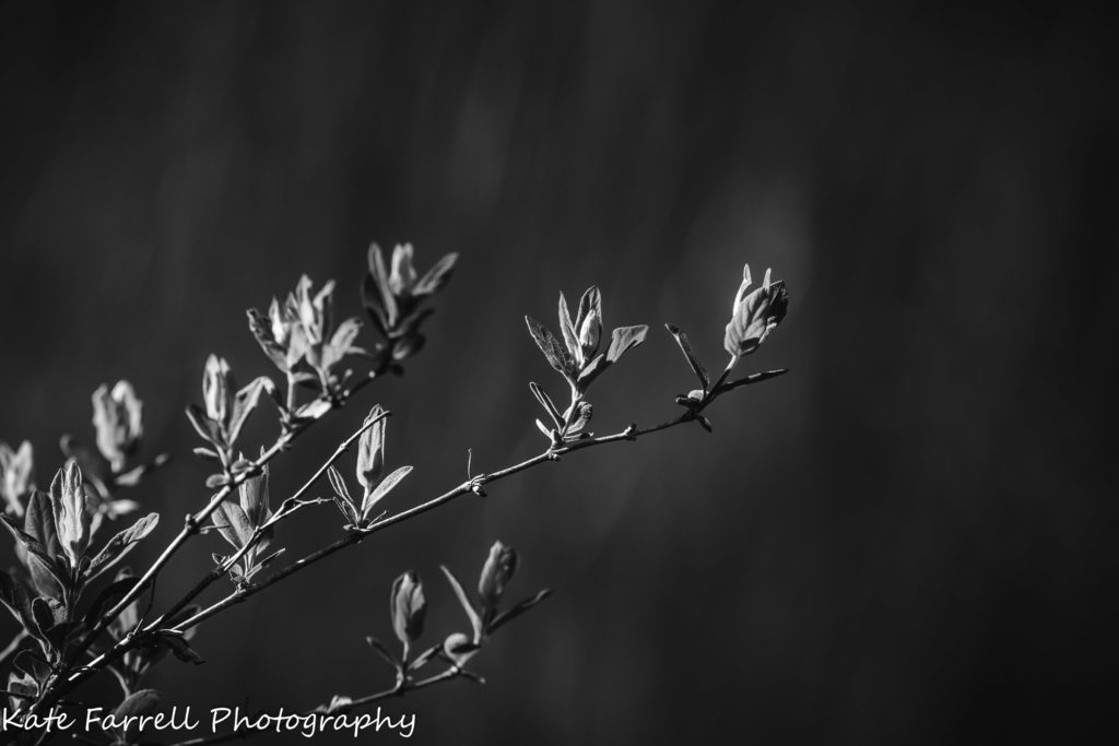 A black and white photo of new spring leaves in Vermont.