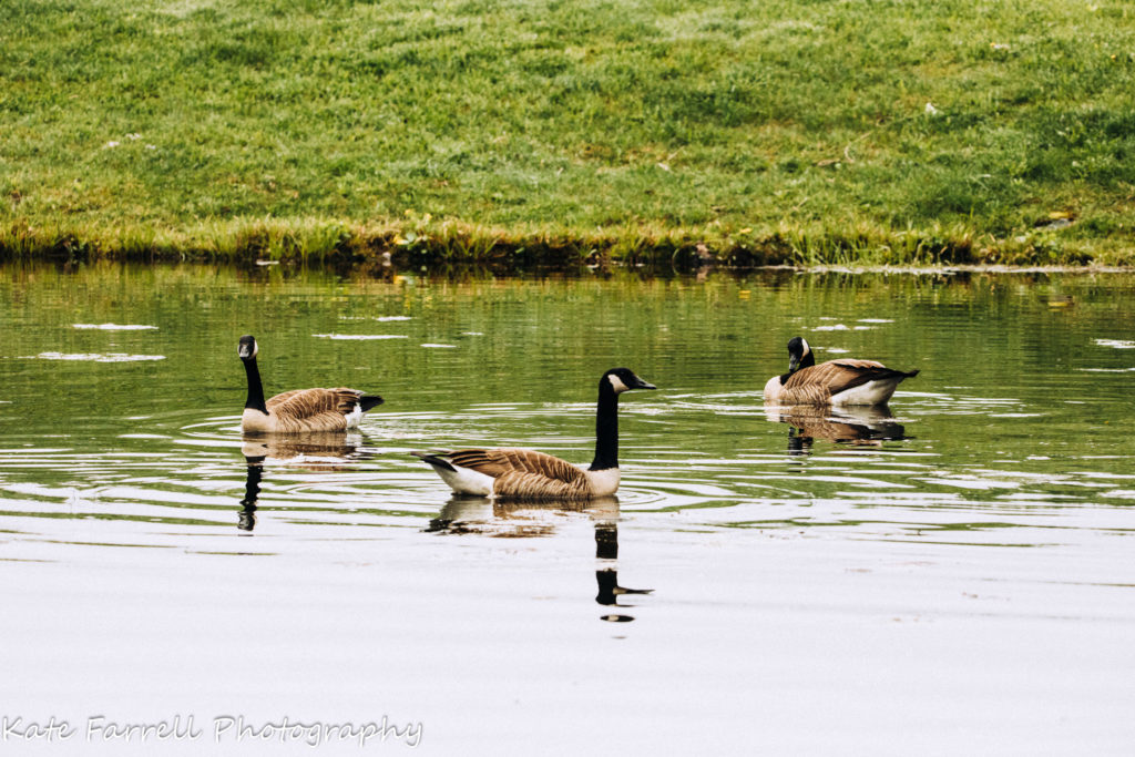 Three Canada Geese float on a Vermont pond in the spring. 