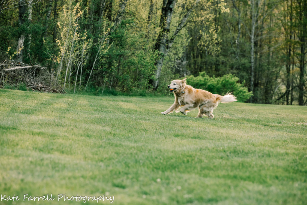 A dog playing fetch by Kate Farrell Photography.