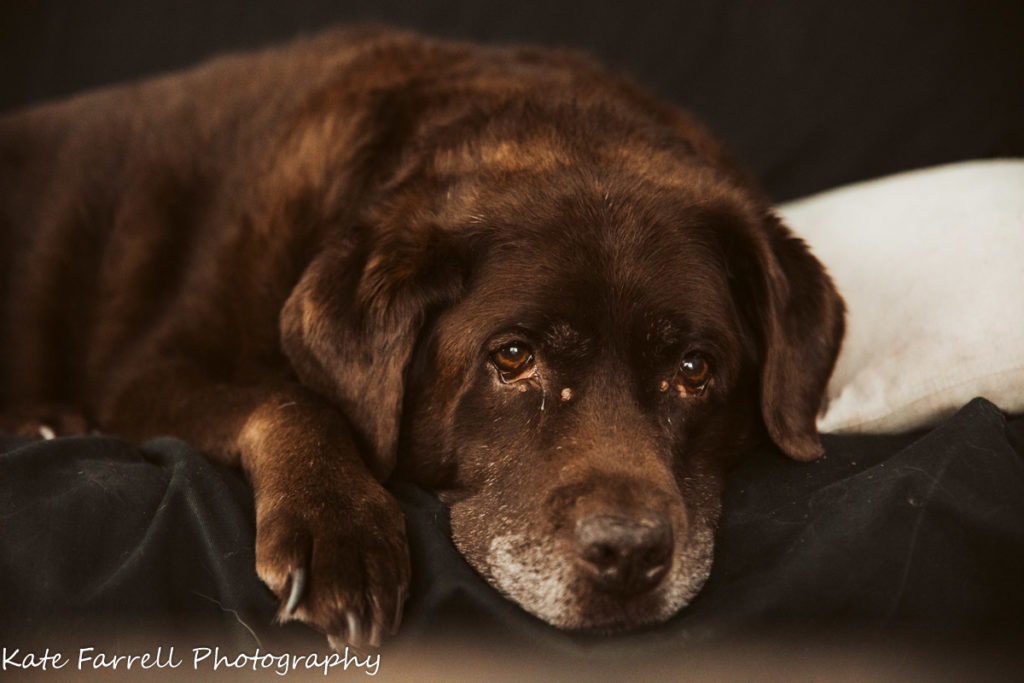 An old chocolate lab rests on a couch. The dog was Kate's buddy while she read books to help with PTSD.