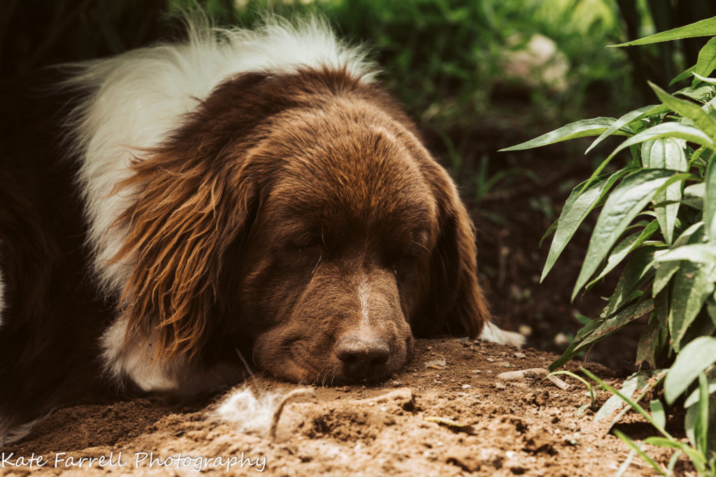 A brown and white dog sleeps in the shade of a garden in dirt with some leaves on the side of the frame.