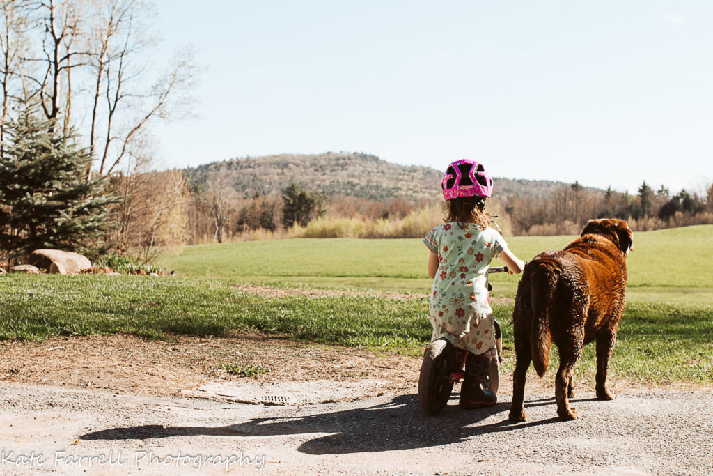 A preschool girl on a strider bike with her old chocolate lab beside her on a sunny spring day in Chittenden County, Vermont.