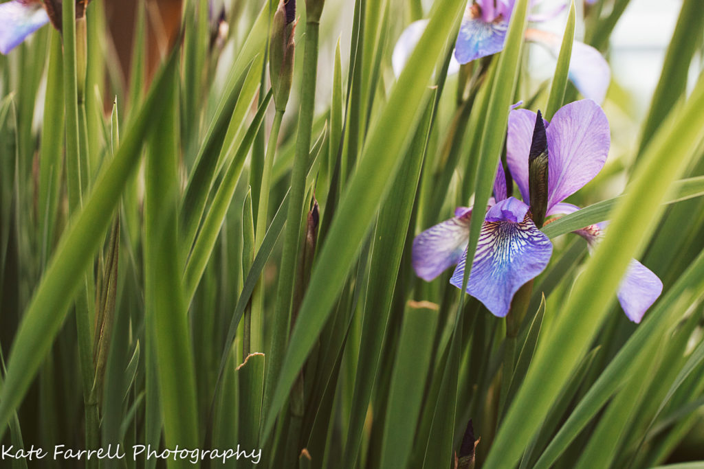 Purple iris in Williston, VT.