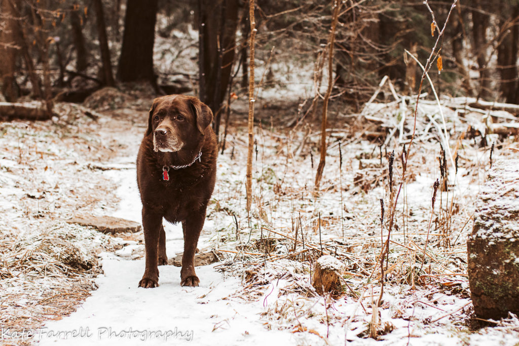 An old chocolate lab on a winter hike in northern Vermont.