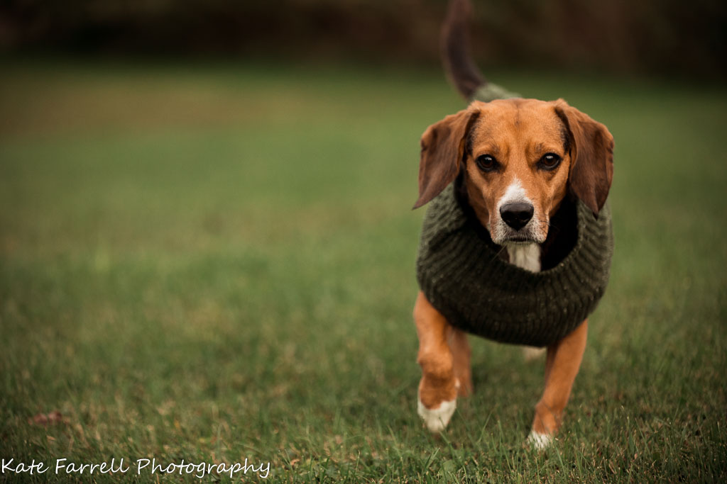 Close up of beagle wearing a sage green sweater and running toward the camera.