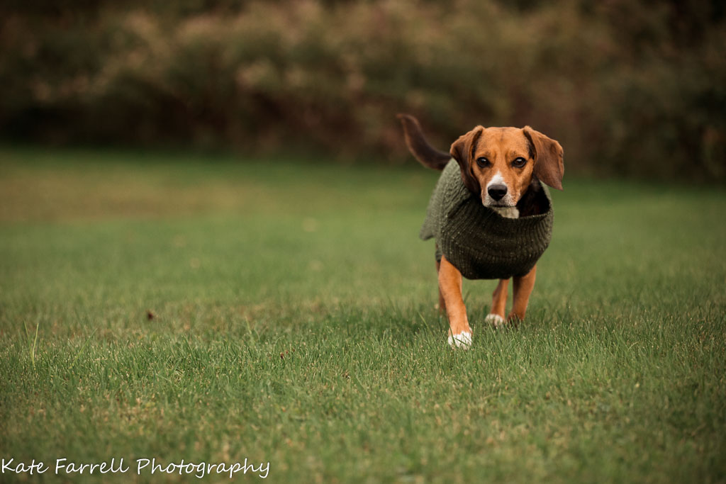 Beagle trotting toward camera.
