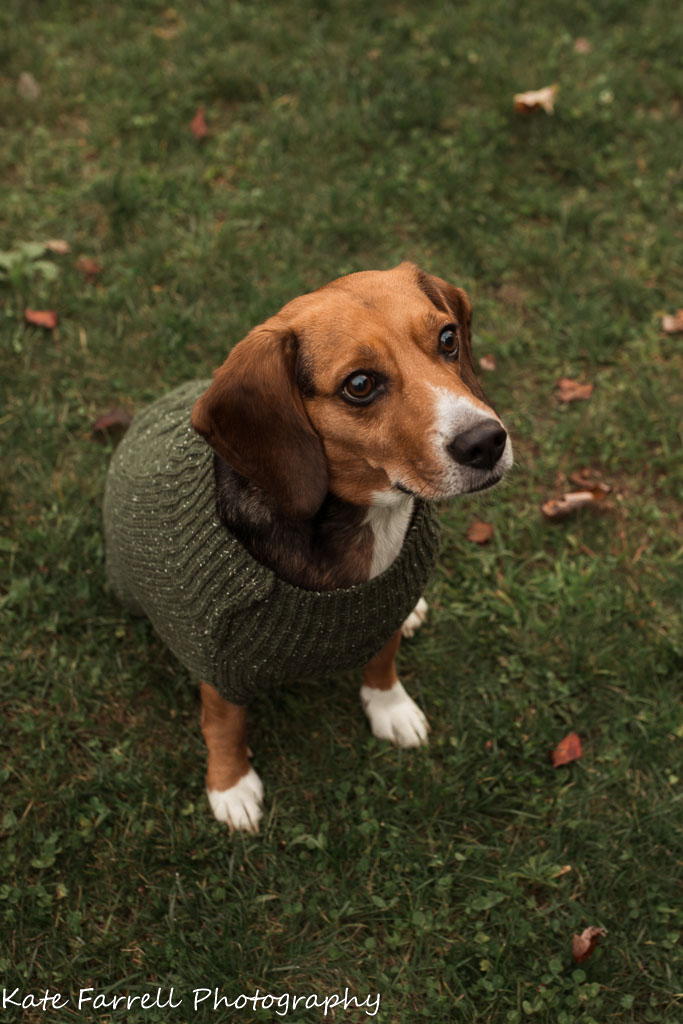 Close up of a beagle wearing a sage green sweater.