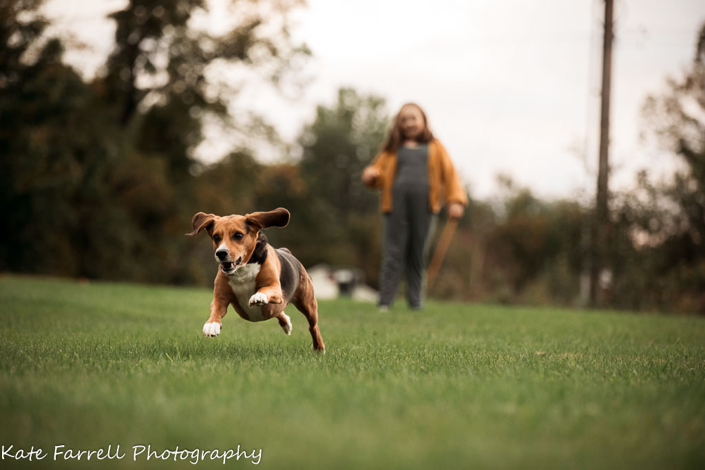 Girl playing with a beagle. The dog is running toward the camera. Run example of lifestyle Vermont Fall Family Photos.