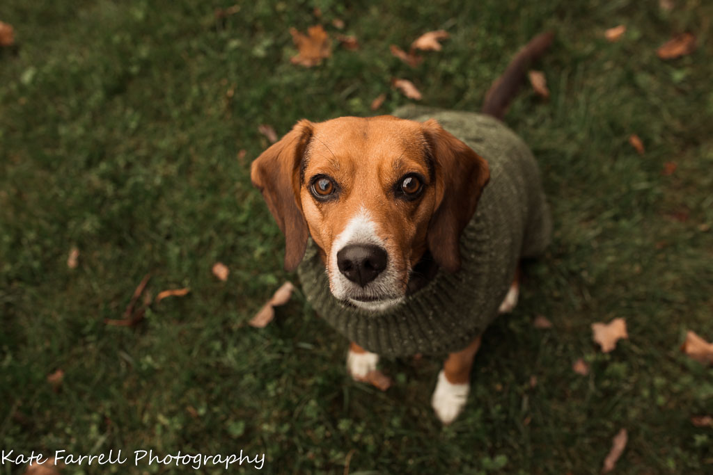 A beagle wearing a sage green sweater.