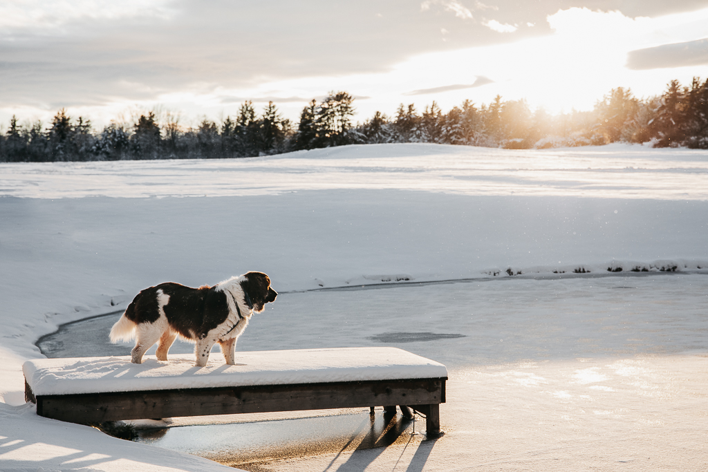 A big brown and white dog stands on a pond dock at sunset on a cold winter day. The ground is snow-covered and the pond is frozen.