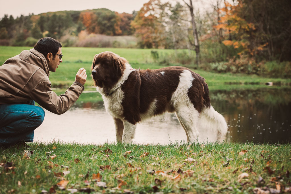 A man training his large brown and white dog near a pond with fall foliage in the background - Vermont Dog photography