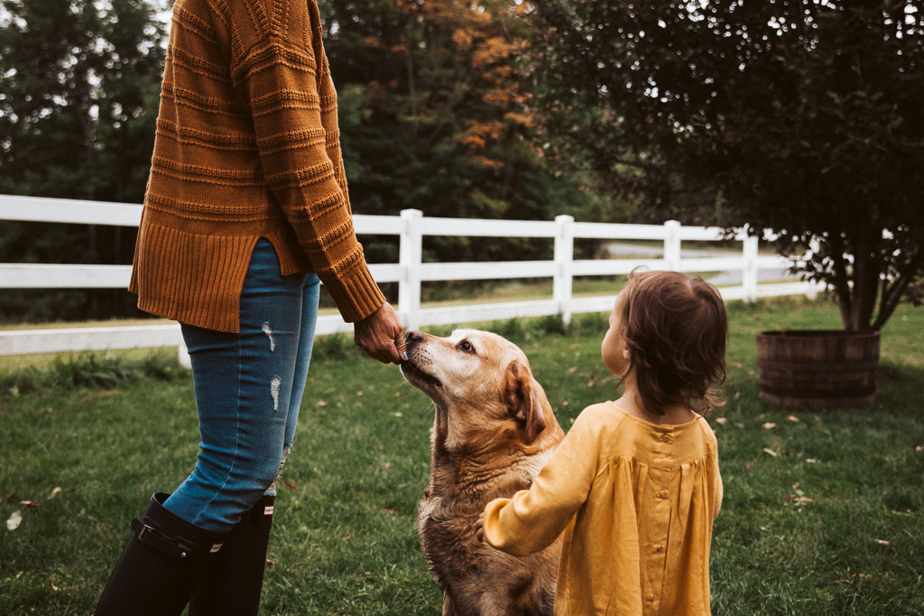 A woman gives her yellow lab a treat while her toddler walks by - Vermont Dog photography