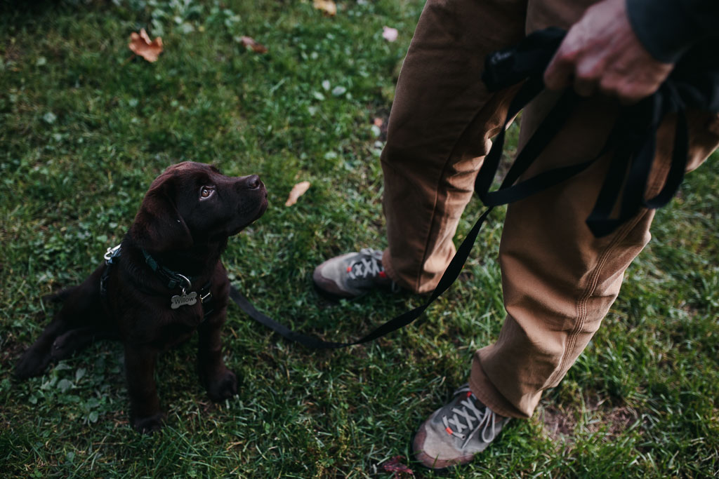 A chocolate lab puppy looks up at a man with big puppy eyes - Vermont Dog photography