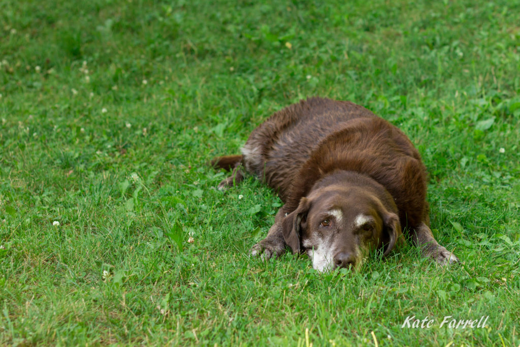 A very old chocolate lab rests in the summer grass after a swim.