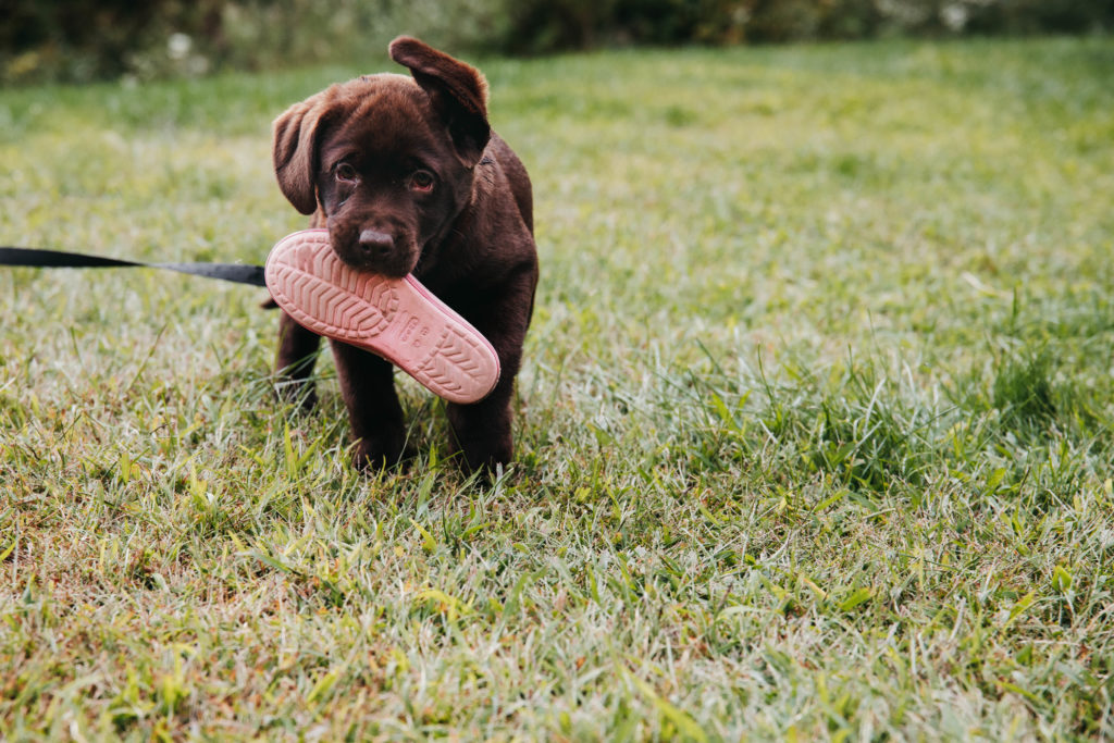 Image of a puppy caring a kids' shoe taken by Vermont Family Photographer, Kate Farrell. 