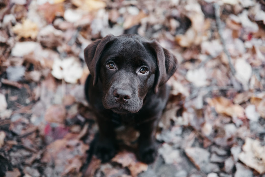 A chocolate lab puppy looks up at the camera with sweet puppy eyes.