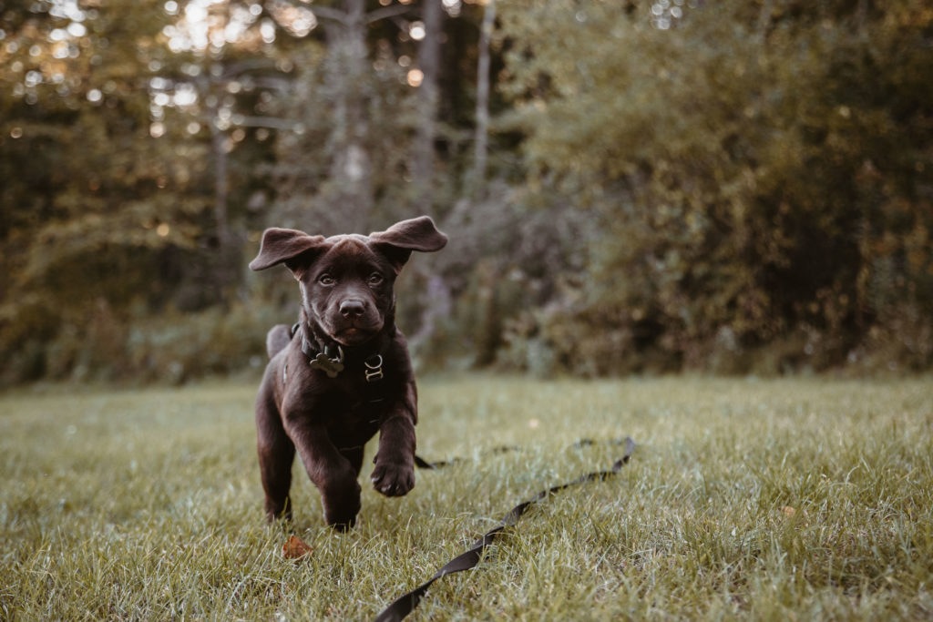 A puppy runs through the grass. Her ears are flopping in the air.