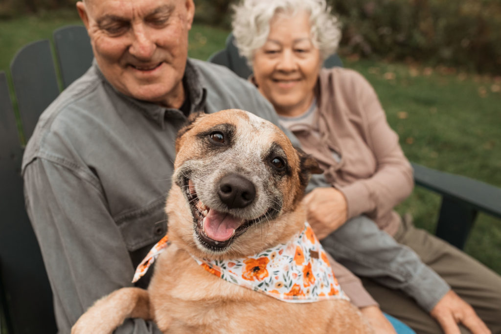 A red healer dog grins from the lap of his owners who look on lovingly.