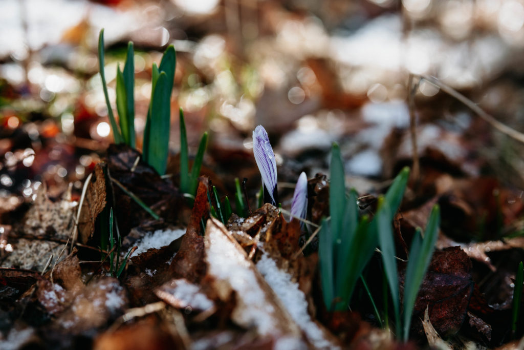 A spring photo -- crocuses grow through last year's dead leaves which are covered by a light dusting of snow.