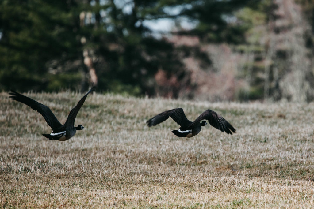 Two Canada Geese fly away.