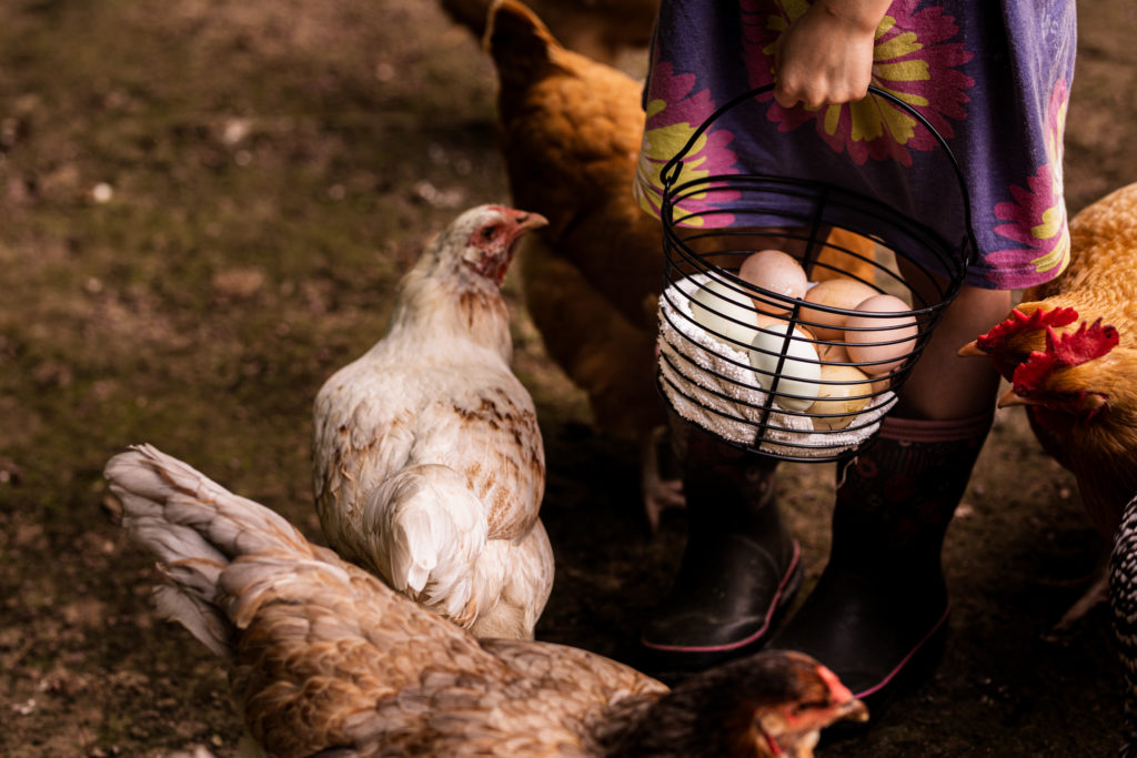 A girl collects eggs from her chickens. 