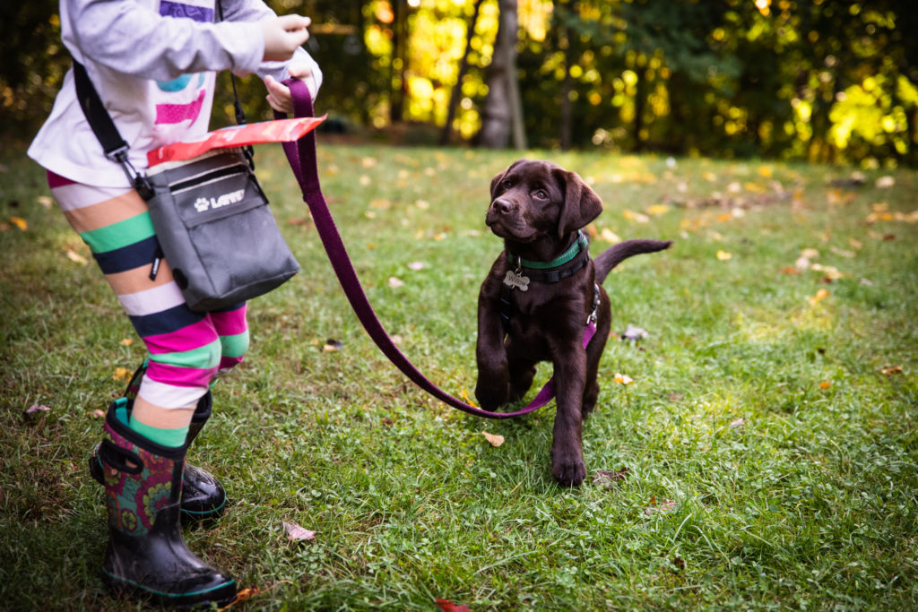 Vermont MCOS Tip -- leave yourself wiggle room, in case you get a puppy like the super-cute chocolate lab shown here with a 5 year old girl.