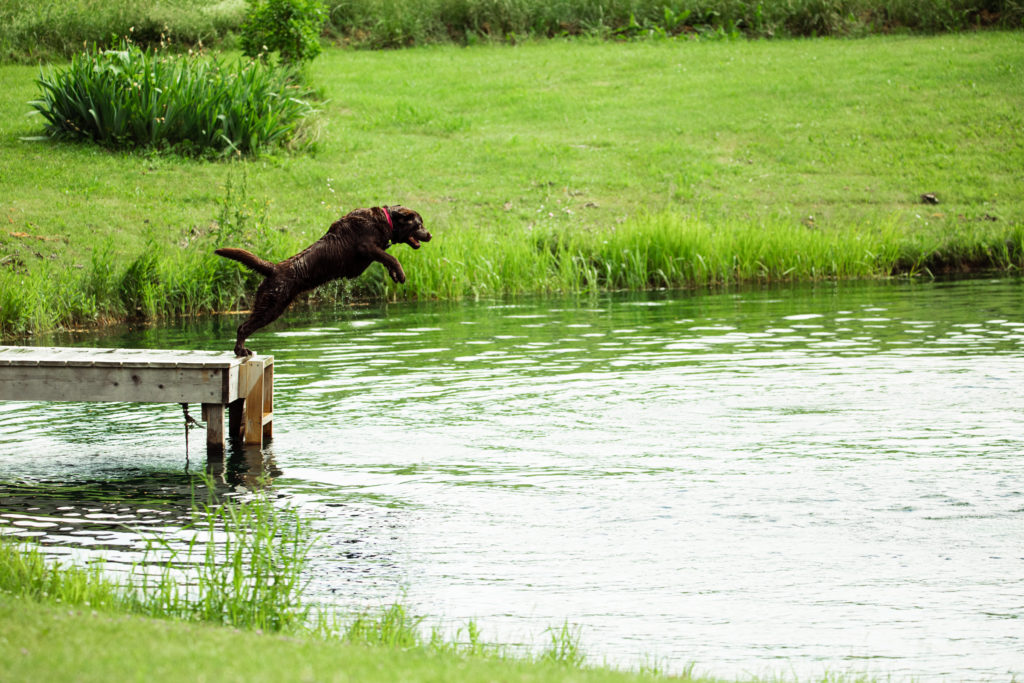 Dog jumping off a dock into a pond, part of a series of summer photos.