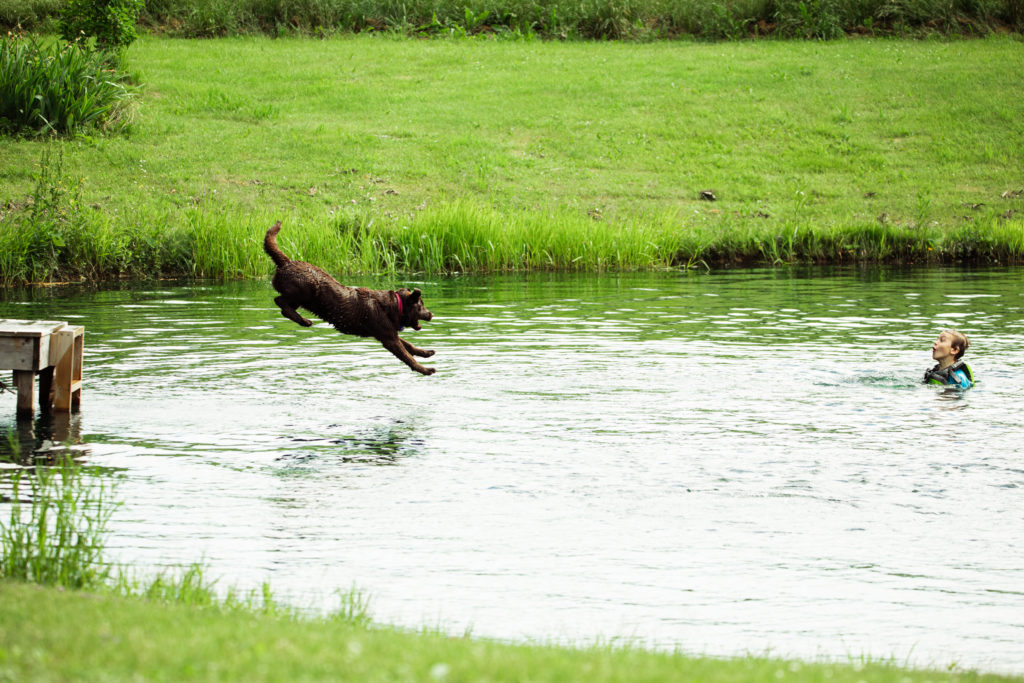Dog jumping off a dock into a pond, part of a series of summer photos.