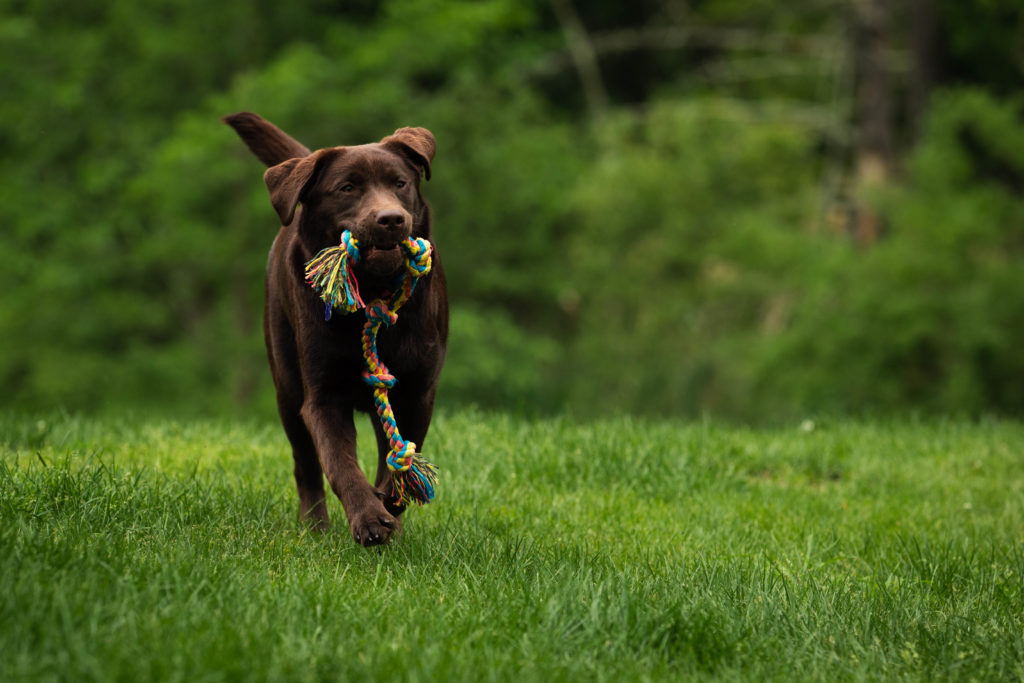 Dog playing with a rope toy in summer