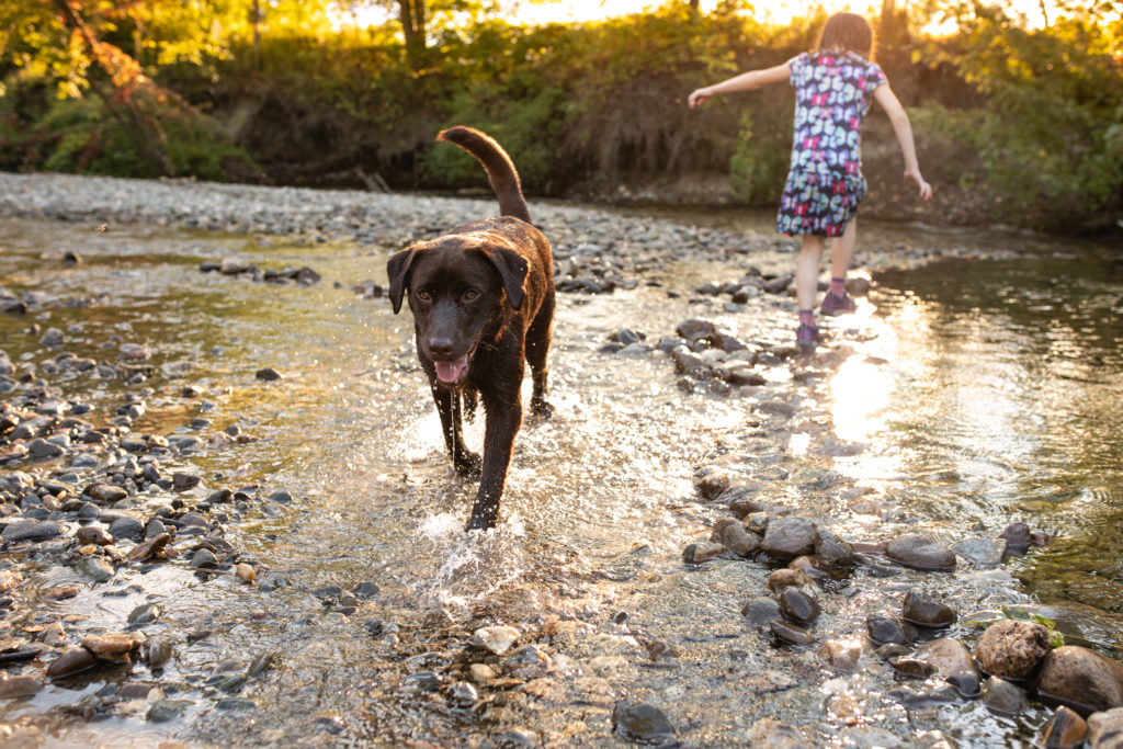 A young chocolate lab plays in a stream with a 6 year old girl. 