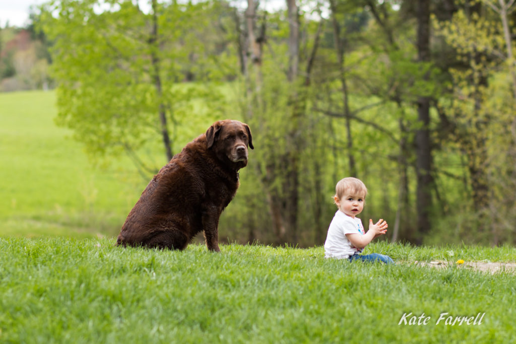 An old chocolate lab watches a young toddler play in the grass. 