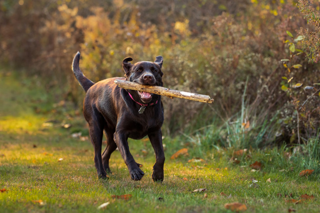 A cloudy day photo of a dog fetching a stick.