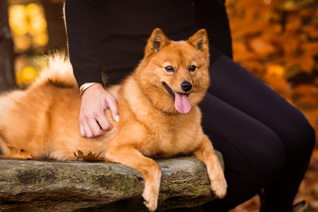 Portrait of a dog sitting on a rock with her human - Vermont Outdoor Family Photography