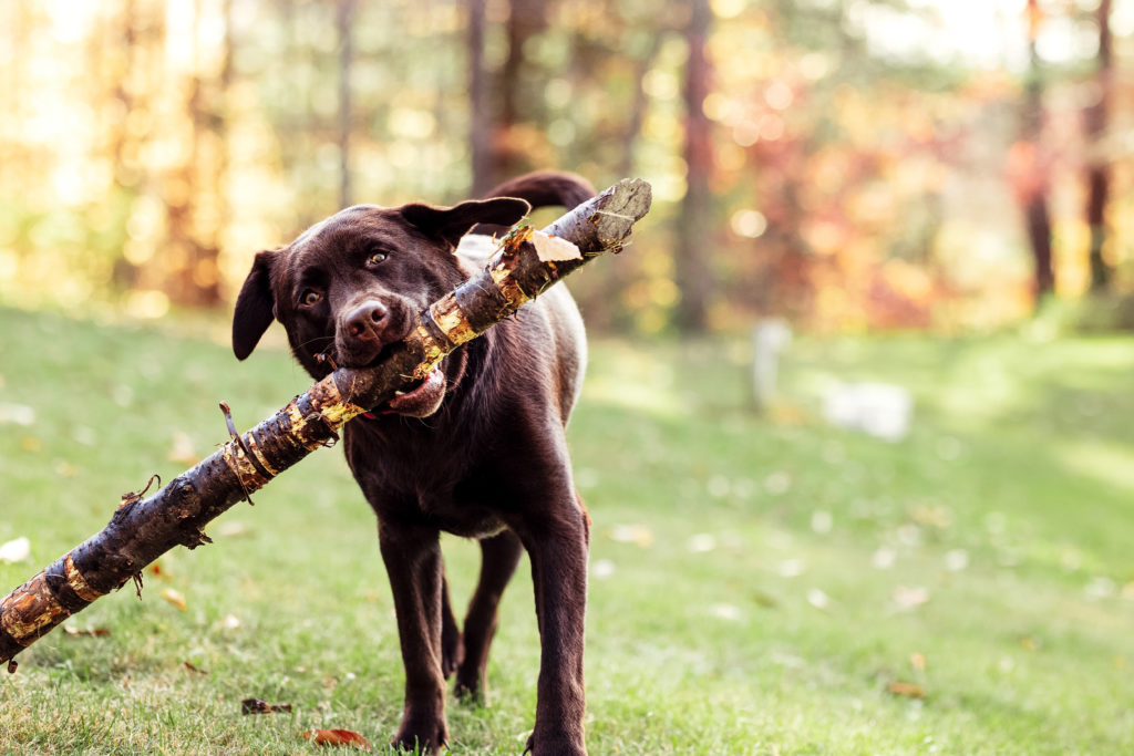 A silly chocolate lab plays with a big stick - Vermont Outdoor Family Photography