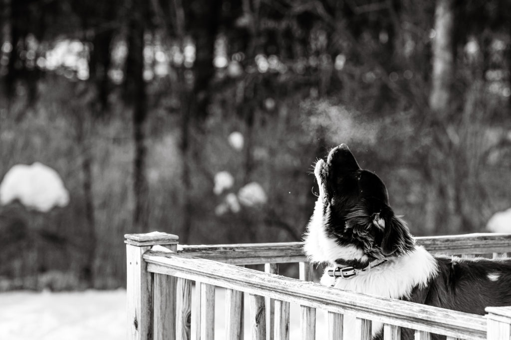 A large dog howls on the porch. We can see his breath and snow in the background.