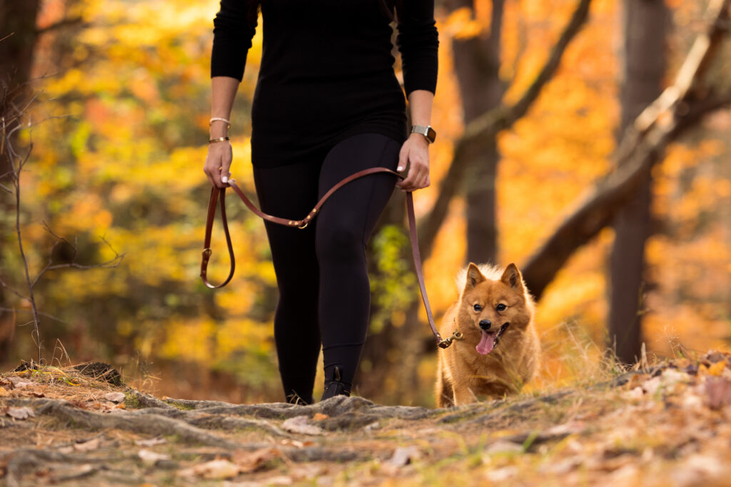 A woman walks a dog on leash in the woods.