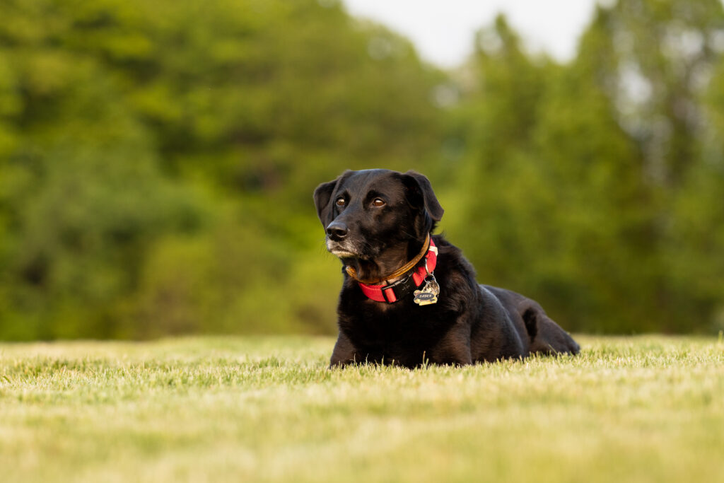 A older black lab with a grey muzzle and red collar rests in the evening sun on the grass.