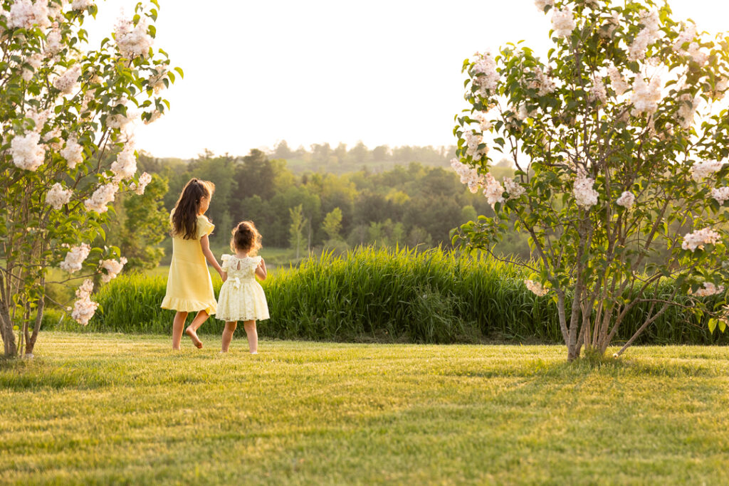 7 and 2 year old sisters walk hand in hand between two lilac bushes on a spring evening in Vermont.