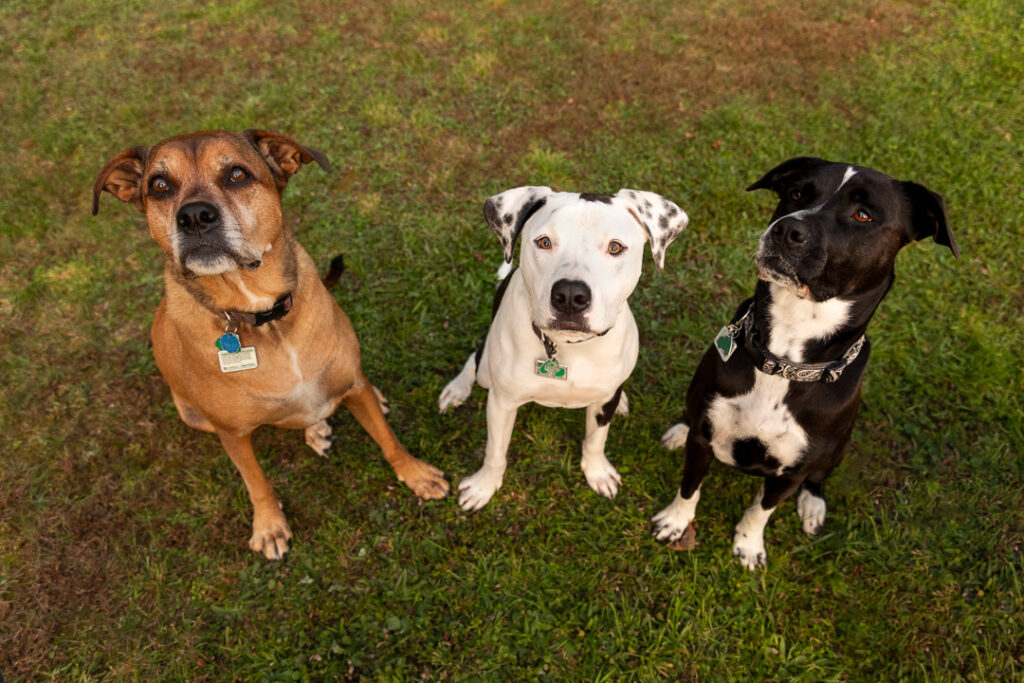 Three dogs look at the camera during a North East Kingdom family photo session.