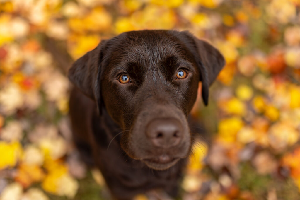 Puppy eyes from a Labrador Retriever with Vermont fall foliage on the ground.